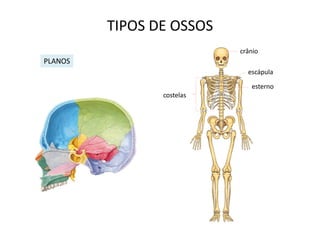 TIPOS DE OSSOS
                           crânio
PLANOS
                             escápula

                              esterno
                costelas
 