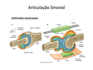 Articulação Sinovial

ESTRTURAS ASSOCIADAS
 