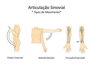 Articulação Sinovial
                    * Tipos de Movimento*




Flexão/ Extensão        Abdução/Adução      Pronação/Supinação
 