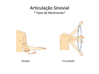 Articulação Sinovial
           * Tipos de Movimento*




Rotação                      Circundação
 