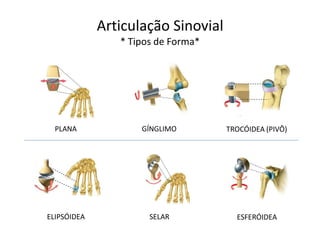 Articulação Sinovial
                * Tipos de Forma*




  PLANA             GÍNGLIMO        TROCÓIDEA (PIVÔ)




ELIPSÓIDEA            SELAR           ESFERÓIDEA
 