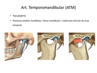 Art. Temporomandibular (ATM)
• Tipo gínglimo

• Processo condilar mandíbula + fossa mandibular + tubérculo articular do osso
  temporal
 