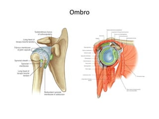 Ombro
 