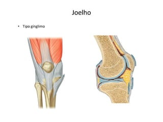 Joelho
• Tipo gínglimo
 