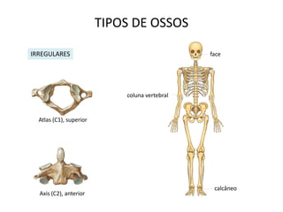 TIPOS DE OSSOS

IRREGULARES                                     face




                             coluna vertebral


  Atlas (C1), superior




                                                 calcâneo
  Axis (C2), anterior
 