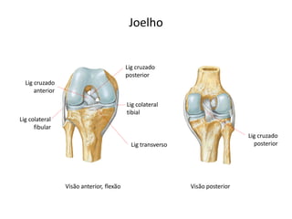 Joelho


                                          Lig cruzado
                                          posterior
  Lig cruzado
      anterior

                                          Lig colateral
                                          tibial
Lig colateral
      fibular
                                                                               Lig cruzado
                                            Lig transverso                       posterior




                 Visão anterior, flexão                      Visão posterior
 