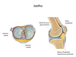 Joelho



                                                  Bolsa
                        Bolsa do musc             prepatelar
                         gastrocnêmio




menisco
 lateral




           menisco
            medial

                                        Bolsas infrapatelar
                                        subcutanea e profunda
 