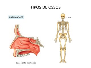 TIPOS DE OSSOS

PNEUMÁTICOS                             face




     Ossos frontal e esfenóide
 