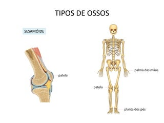 TIPOS DE OSSOS

SESAMÓIDE




                                    palma das mãos
            patela


                     patela




                              planta dos pés
 