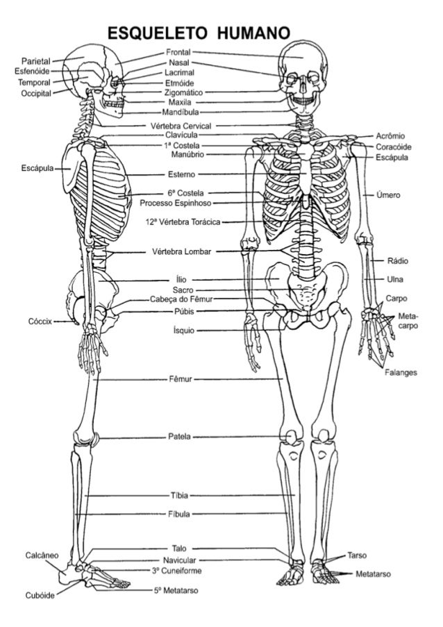Esqueleto Del Cuerpo Humano