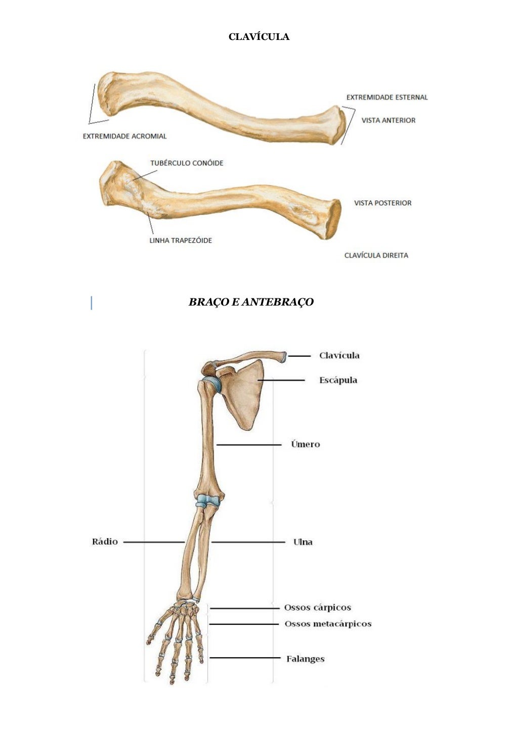 Quais Ossos Fazem Parte Do Esqueleto Axial