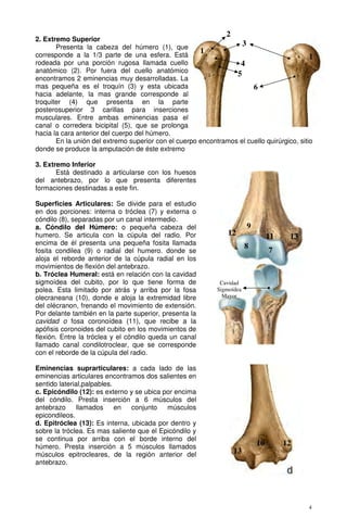 Osteologia extremidades | PDF
