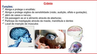 Crânio
Funções:
 Abriga e protege o encéfalo;
 Abriga e protege orgãos da sensibilidade (visão, audição, olfato e gustação),
 além de vasos e nervos;
 Dá passagem ao ar e alimento através de aberturas;
 Participa da mastigação através da maxila, mandíbula e dentes
 Local de inserção de músculos
 