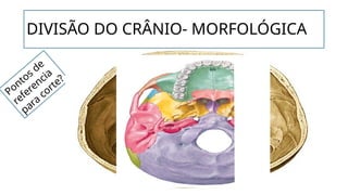 DIVISÃO DO CRÂNIO- MORFOLÓGICA
Pontos de
referencia
para
corte?
 