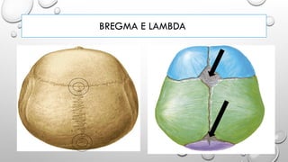 BREGMA E LAMBDA
 