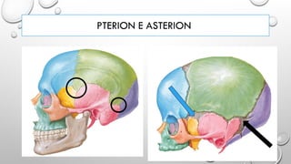 PTERION E ASTERION
 