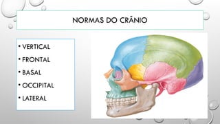 NORMAS DO CRÂNIO
• VERTICAL
• FRONTAL
• BASAL
• OCCIPITAL
• LATERAL
 