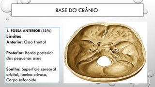 BASE DO CRÂNIO
1. FOSSA ANTERIOR (33%)
Limites
Anterior: Osso frontal
Posterior: Bordo posterior
das pequenas asas
Soalho: Superfície cerebral
orbital, lamina crivosa,
Corpo esfenoide.
 