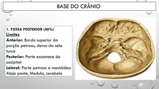 BASE DO CRÂNIO
1. FOSSA POSTERIOR (40%)
Limites
Anterior: Bordo superior da
porção petrosa, dorso da sela
turca
Posterior: Parte escamosa do
occipital
Lateral: Parte petrosa e mastóidea
Aloja ponte, Medula, cerebelo
 