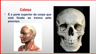 Cabeça
• É a parte superior do corpo que
está fixada ao tronco pelo
pescoço.
 