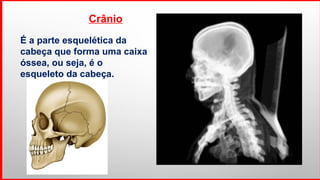 Crânio
É a parte esquelética da
cabeça que forma uma caixa
óssea, ou seja, é o
esqueleto da cabeça.
 