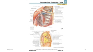 Marzo 2016 Netter Atlas de Anatomia Humana 4ta edición 10
 