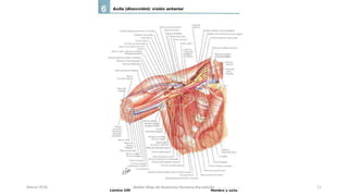 Marzo 2016 Netter Atlas de Anatomia Humana 4ta edición 11
 