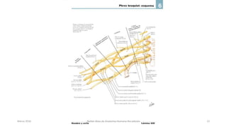 Marzo 2016 Netter Atlas de Anatomia Humana 4ta edición 12
 