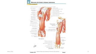 Marzo 2016 Netter Atlas de Anatomia Humana 4ta edición 13
 