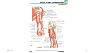 Marzo 2016 Netter Atlas de Anatomia Humana 4ta edición 14
 