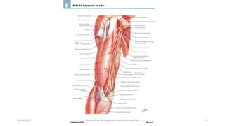Marzo 2016 Netter Atlas de Anatomia Humana 4ta edición 15
 