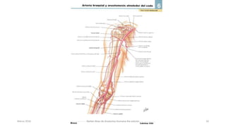 Marzo 2016 Netter Atlas de Anatomia Humana 4ta edición 16
 