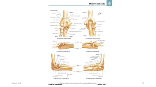 Marzo 2016 Netter Atlas de Anatomia Humana 4ta edición 17
 