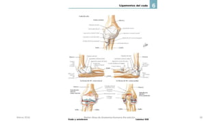 Marzo 2016 Netter Atlas de Anatomia Humana 4ta edición 18
 