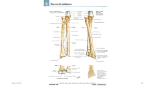 Marzo 2016 Netter Atlas de Anatomia Humana 4ta edición 19
 