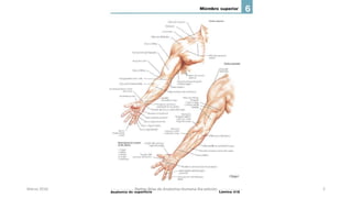 Marzo 2016 Netter Atlas de Anatomia Humana 4ta edición 2
 