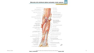 Marzo 2016 Netter Atlas de Anatomia Humana 4ta edición 21
 