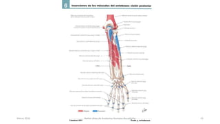 Marzo 2016 Netter Atlas de Anatomia Humana 4ta edición 23
 