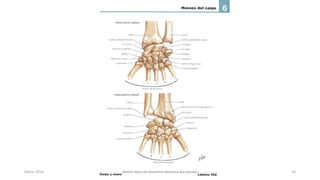 Marzo 2016 Netter Atlas de Anatomia Humana 4ta edición 24
 