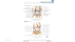 Marzo 2016 Netter Atlas de Anatomia Humana 4ta edición 26
 
