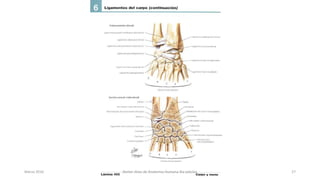 Marzo 2016 Netter Atlas de Anatomia Humana 4ta edición 27
 