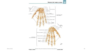 Marzo 2016 Netter Atlas de Anatomia Humana 4ta edición 28
 