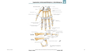 Marzo 2016 Netter Atlas de Anatomia Humana 4ta edición 29
 