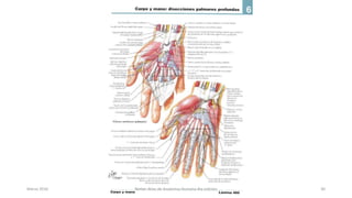 Marzo 2016 Netter Atlas de Anatomia Humana 4ta edición 30
 