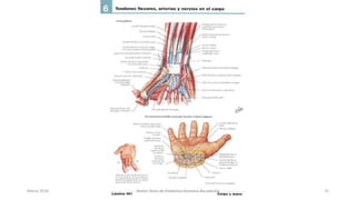 Marzo 2016 Netter Atlas de Anatomia Humana 4ta edición 31
 