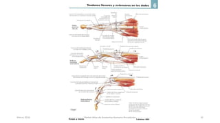 Marzo 2016 Netter Atlas de Anatomia Humana 4ta edición 32
 