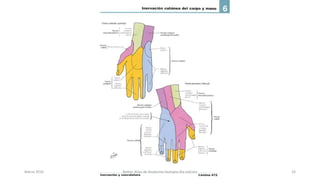Marzo 2016 Netter Atlas de Anatomia Humana 4ta edición 33
 