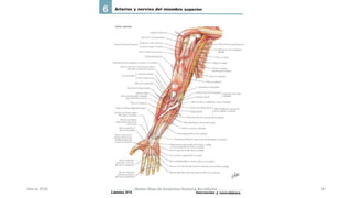 Marzo 2016 Netter Atlas de Anatomia Humana 4ta edición 34
 