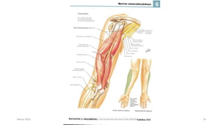 Marzo 2016 Netter Atlas de Anatomia Humana 4ta edición 35
 