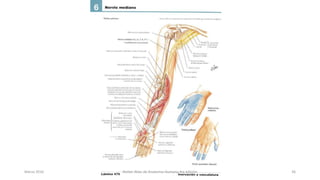 Marzo 2016 Netter Atlas de Anatomia Humana 4ta edición 36
 